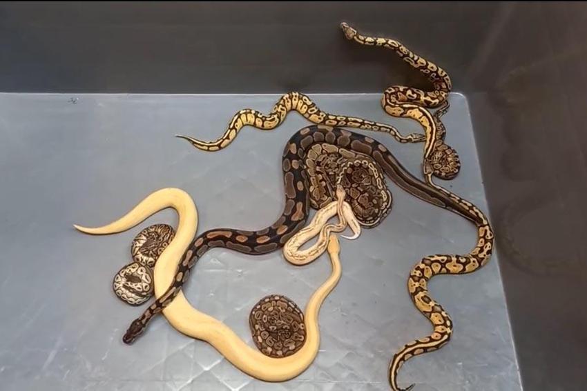 Kapıkule’de 28 piton yılanı ele geçirildi