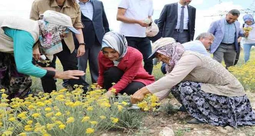 Altın Otu Çayı Nedir? Altın Otu Çayı Faydaları Nelerdir?