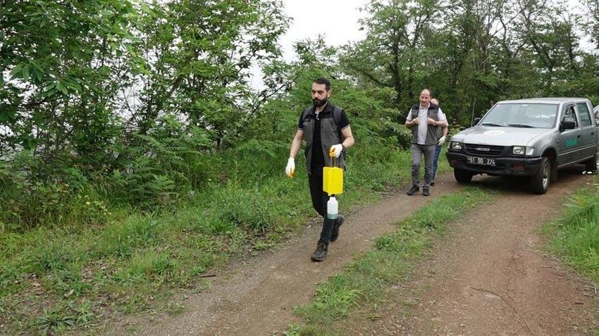 Karadeniz'de 'katil arı'ya karşı yapışkanlı tuzaklar devrede