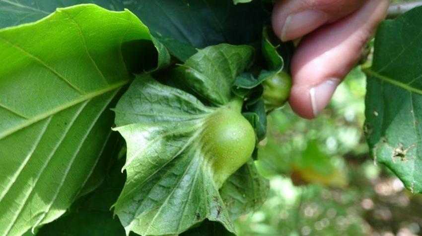 Karadeniz'de 'katil arı'ya karşı yapışkanlı tuzaklar devrede