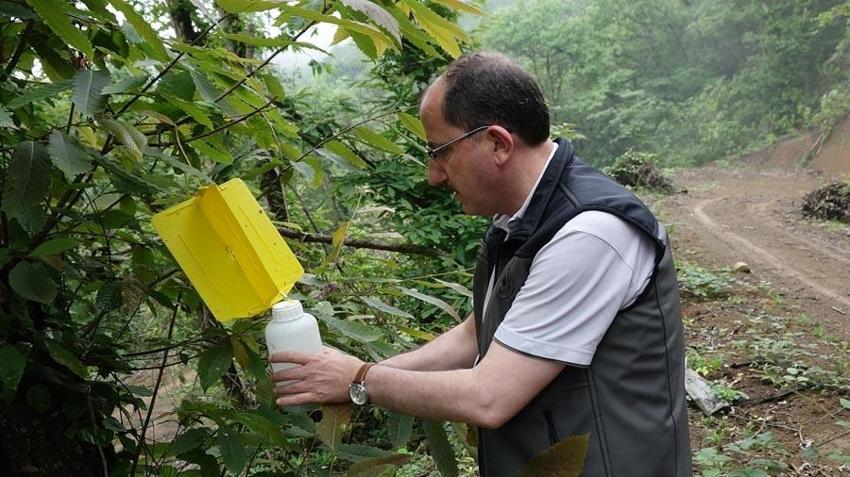 Karadeniz'de 'katil arı'ya karşı yapışkanlı tuzaklar devrede
