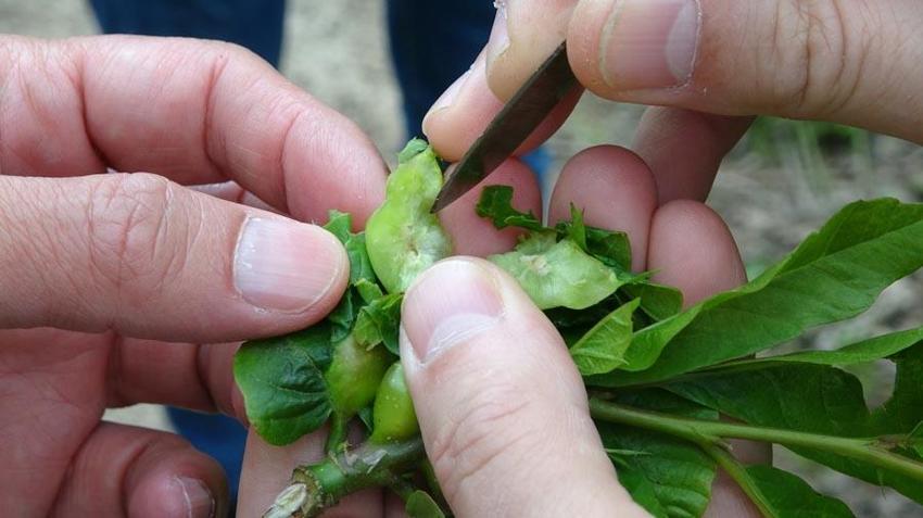 Karadeniz'de 'katil arı'ya karşı yapışkanlı tuzaklar devrede
