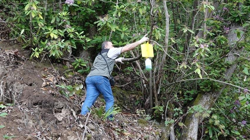 Karadeniz'de 'katil arı'ya karşı yapışkanlı tuzaklar devrede