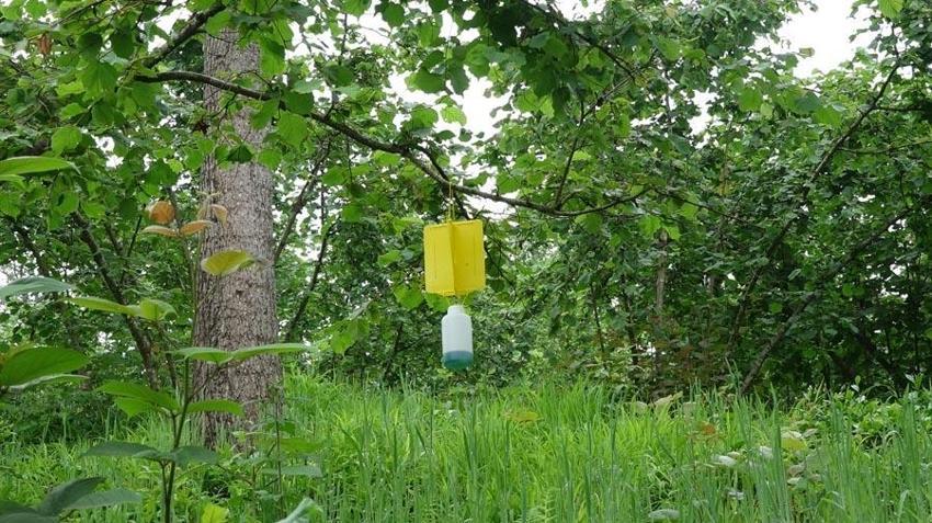 Karadeniz'de 'katil arı'ya karşı yapışkanlı tuzaklar devrede
