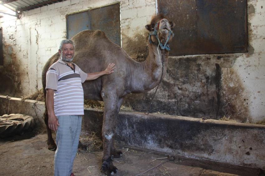 Araba fiyatına kurbanlık develer 'yok' satıyor! 'Sadece 1 deve kaldı'