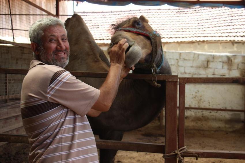 Araba fiyatına kurbanlık develer 'yok' satıyor! 'Sadece 1 deve kaldı'
