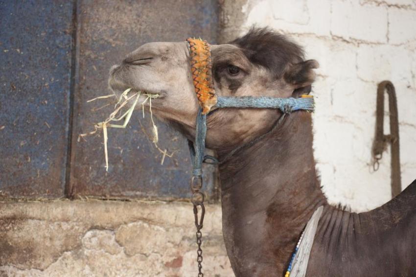 Araba fiyatına kurbanlık develer 'yok' satıyor! 'Sadece 1 deve kaldı'