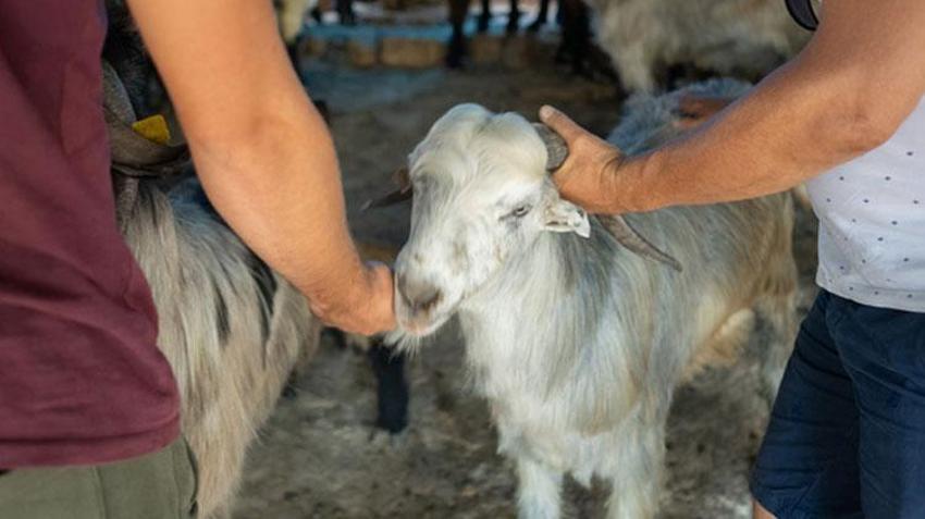 Kurumsal bayram mesajları! Yöneticiye, müdüre, iş arkadaşına, müşterilerine, iş ortaklarına, patrona resmi kurban bayramı mesajları burada: Resmi kurban bayramı kurumsal mesajlar