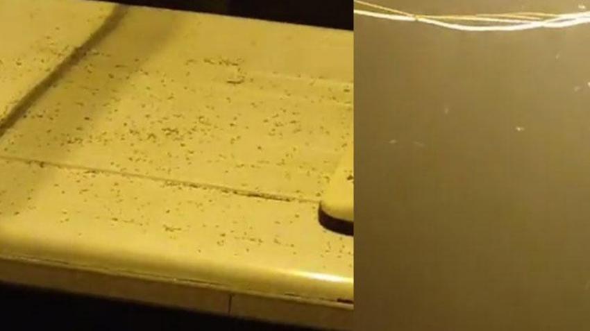 İstanbul'un bir semtini istila ettiler! Solunum zorluğuna ve tansiyona yol açıyor