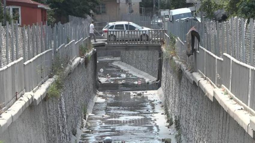 İstanbul'un bir semtini istila ettiler! Solunum zorluğuna ve tansiyona yol açıyor