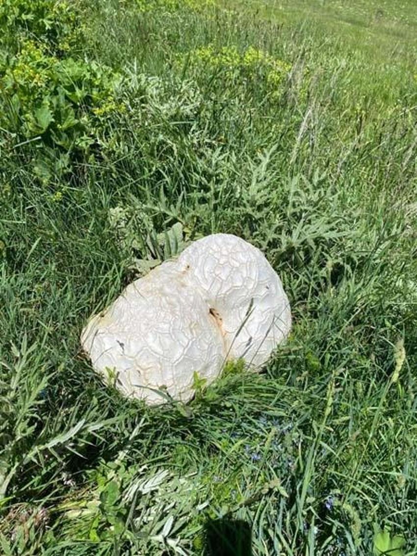 Bulduğunda kaya sandı, ne olduğunu anlayınca şok oldu