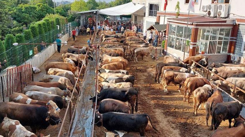 Akciğer yenir mi? Kurban eti hemen yenir mi, hayvanın ödü patlarsa ne olur, ödü patlayan hayvanın eti yenir mi?