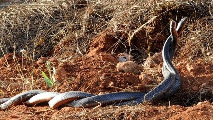 Kimisi erkeğini yiyor, kimisi sürekli ereksiyon halinde! Hayvanlar aleminin hayret ettiren çiftleşme taktikleri