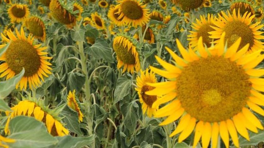 Beyaz altının yerini aldı! Ayçiçek yağı fiyatlarını düşürecek gelişme