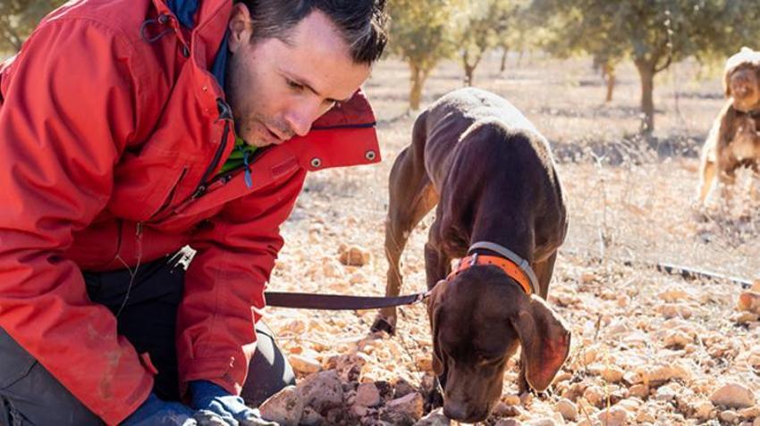 Kilo fiyatı 3 bin euro, özel eğitimli köpekler buluyor! Siyah elmas ve kral yiyeceği olarak biliniyor
