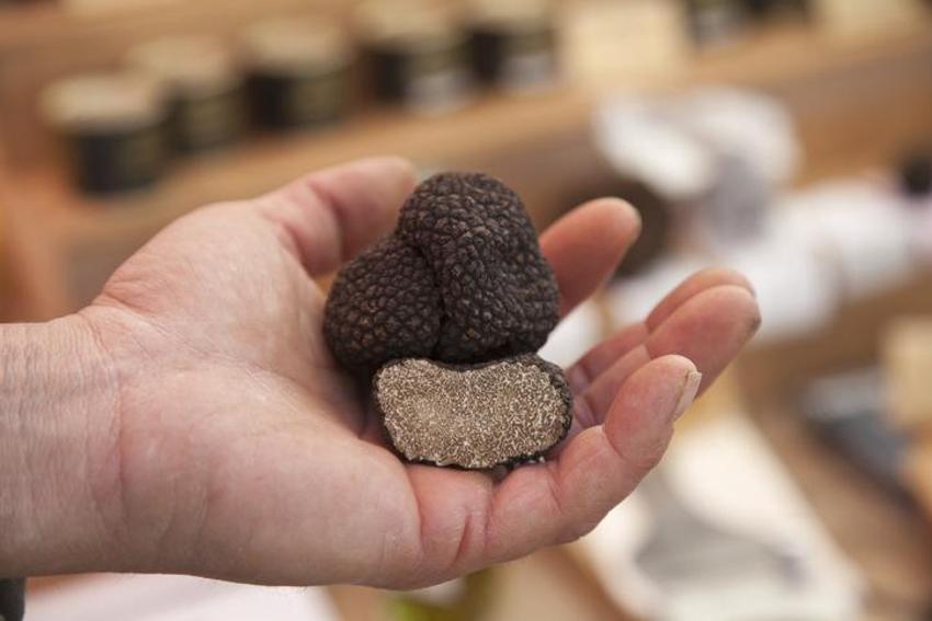 Kilo fiyatı 3 bin euro, özel eğitimli köpekler buluyor! Siyah elmas ve kral yiyeceği olarak biliniyor