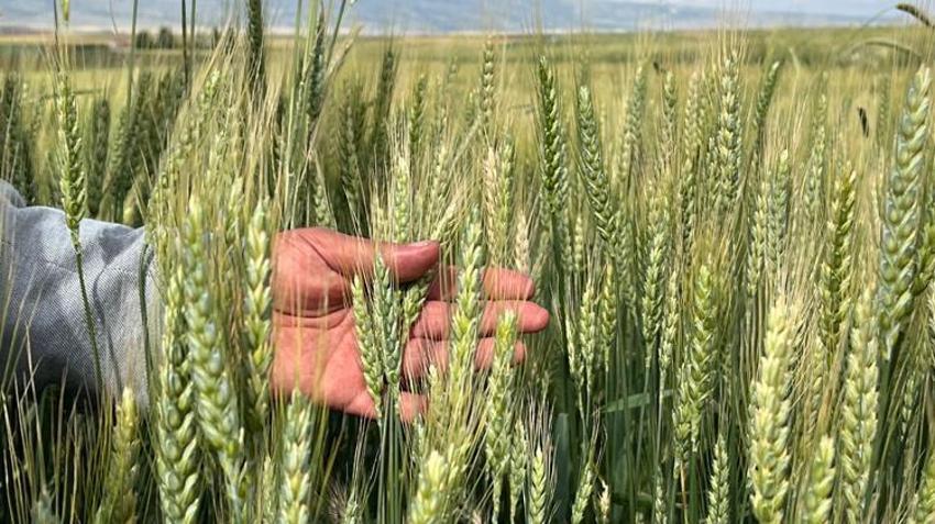 Çiftçilerin yağış sonrası korkusu! 'Pas hastalığı'