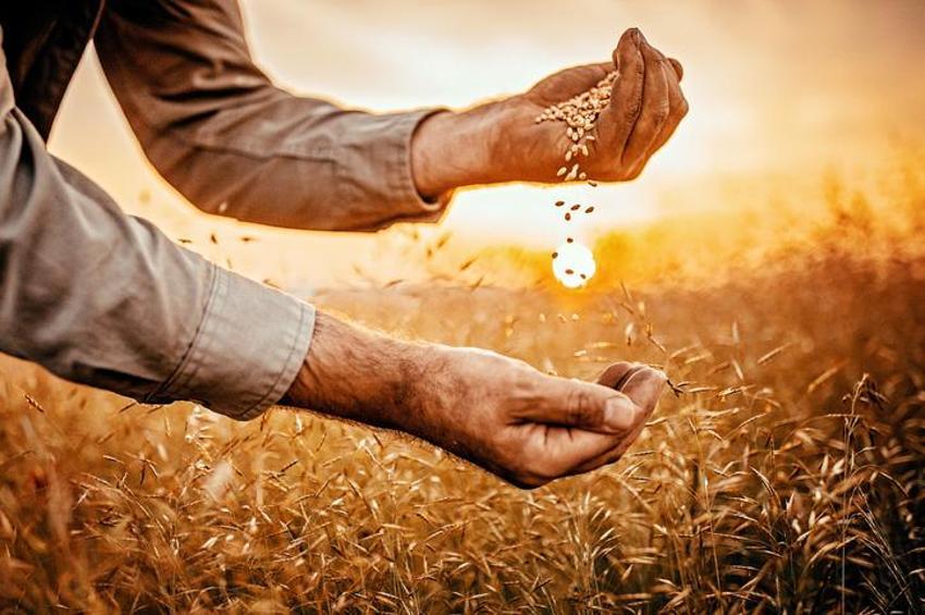 Çiftçilerin yağış sonrası korkusu! 'Pas hastalığı'