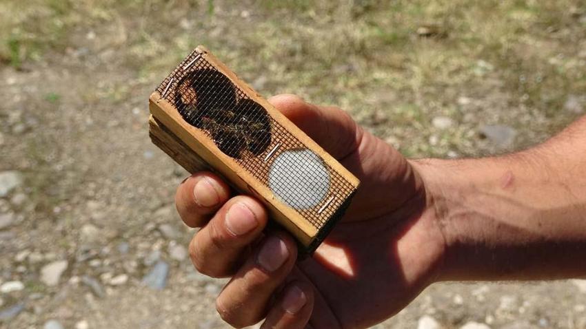 Arıların kraliçesi: 200 TL’den satılıyor
