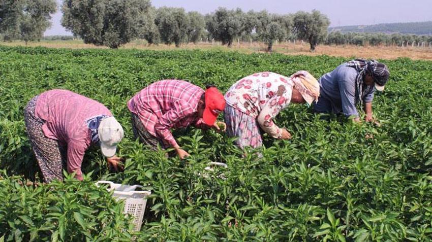 Urfa efsanesi isota İzmir'den rakip çıktı: Aslanlar biberi