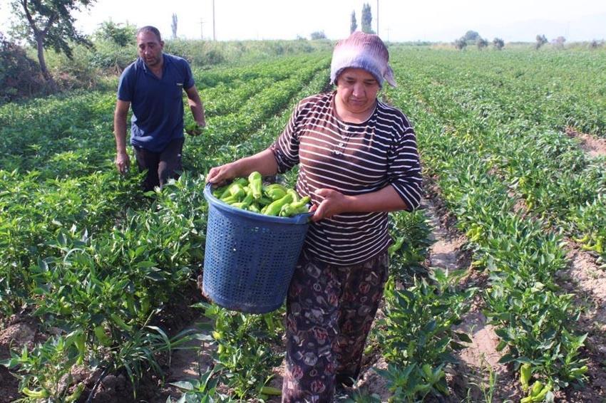 Urfa efsanesi isota İzmir'den rakip çıktı: Aslanlar biberi