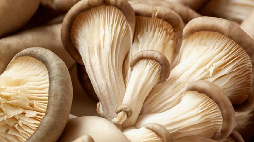Yüksek tansiyon için bire bir, anında düşürüyor! Adeta doğal antibiyotik