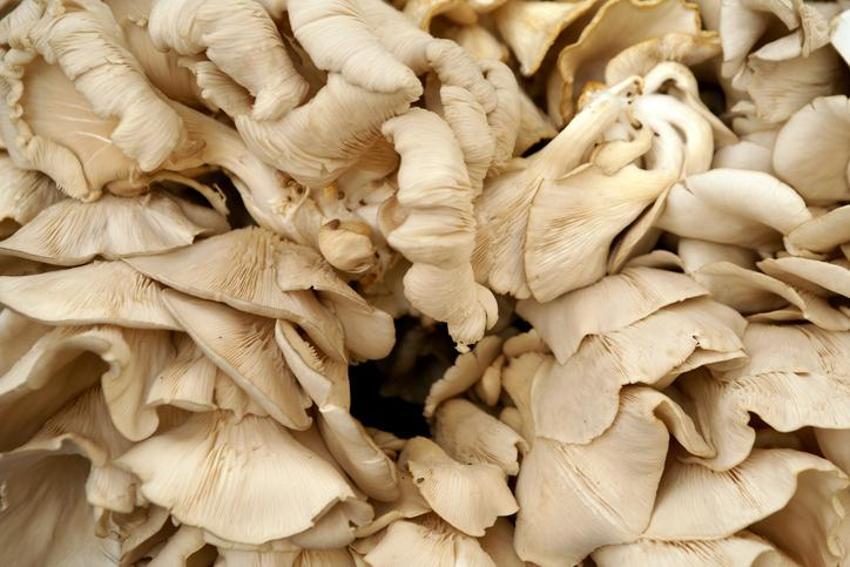 Yüksek tansiyon için bire bir, anında düşürüyor! Adeta doğal antibiyotik
