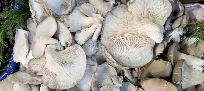 Yüksek tansiyon için bire bir, anında düşürüyor! Adeta doğal antibiyotik