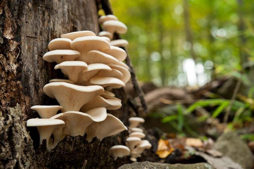 Yüksek tansiyon için bire bir, anında düşürüyor! Adeta doğal antibiyotik