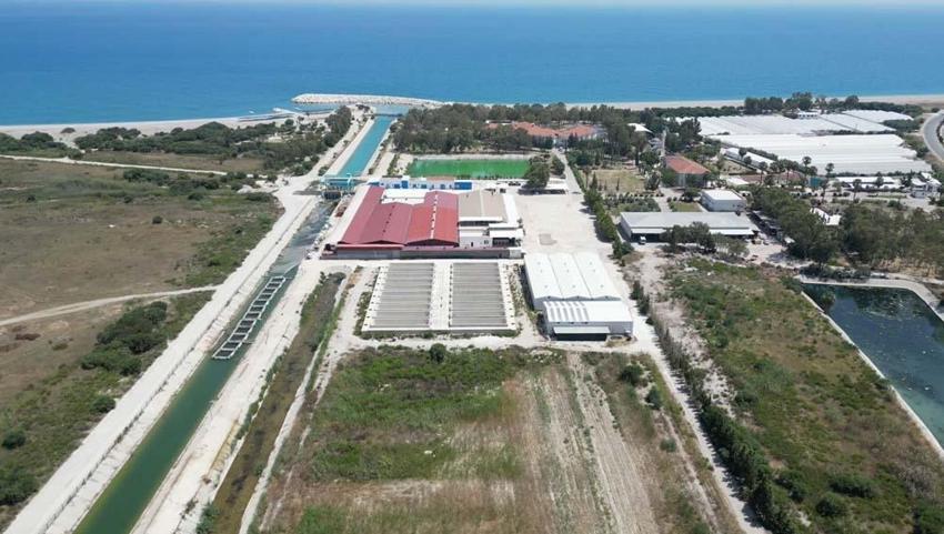 Balıkçıların korkulu rüyası Türk mutfağına yeni bir lezzet olarak ekleniyor