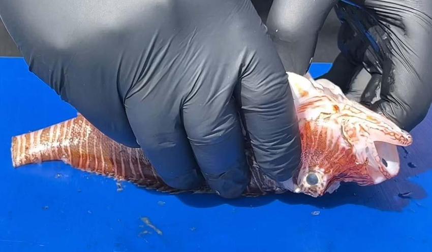 Balıkçıların korkulu rüyası Türk mutfağına yeni bir lezzet olarak ekleniyor