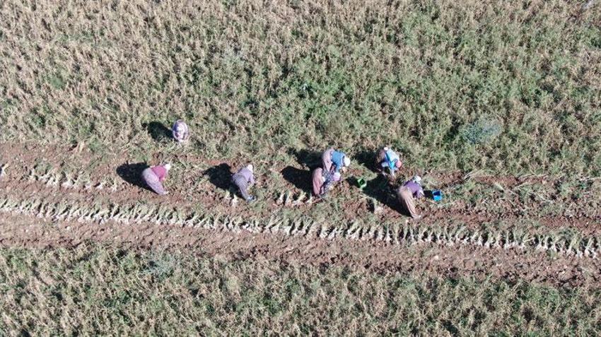 'Beyaz Altın'da hasat başladı! Ünlü Taşköprü sarımsağı tarlalarında okul harçlığı mesaisi