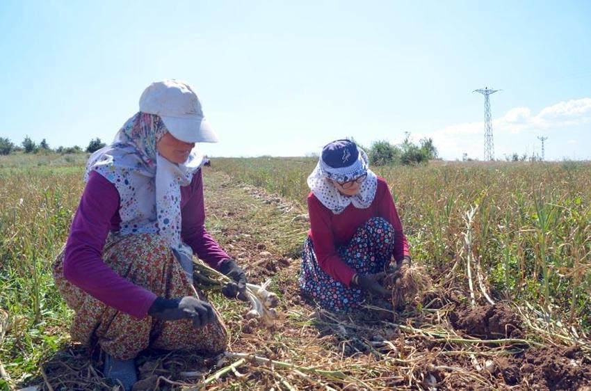'Beyaz Altın'da hasat başladı! Ünlü Taşköprü sarımsağı tarlalarında okul harçlığı mesaisi