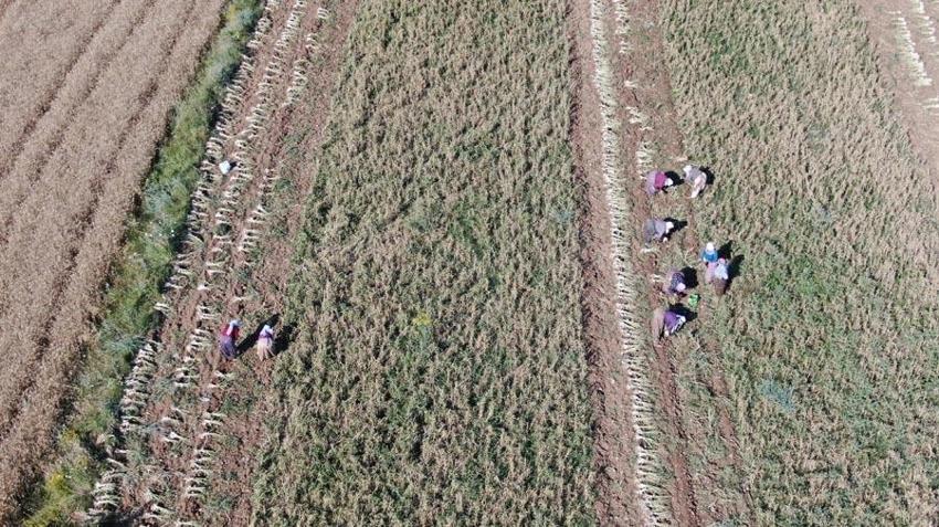 'Beyaz Altın'da hasat başladı! Ünlü Taşköprü sarımsağı tarlalarında okul harçlığı mesaisi
