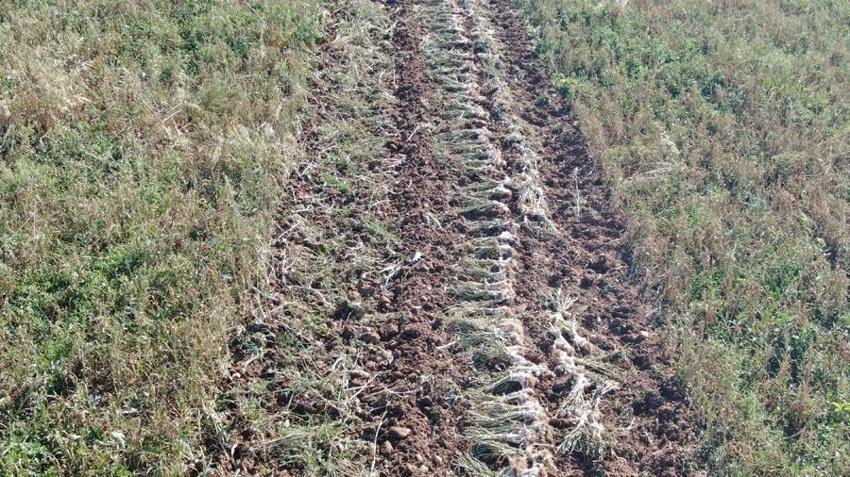 'Beyaz Altın'da hasat başladı! Ünlü Taşköprü sarımsağı tarlalarında okul harçlığı mesaisi