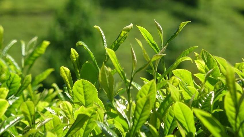 Karadeniz'in 'Yeşil altını'nda ikinci sürgün sezonu açıldı! 'Z kuşağı', çay tarımından uzak