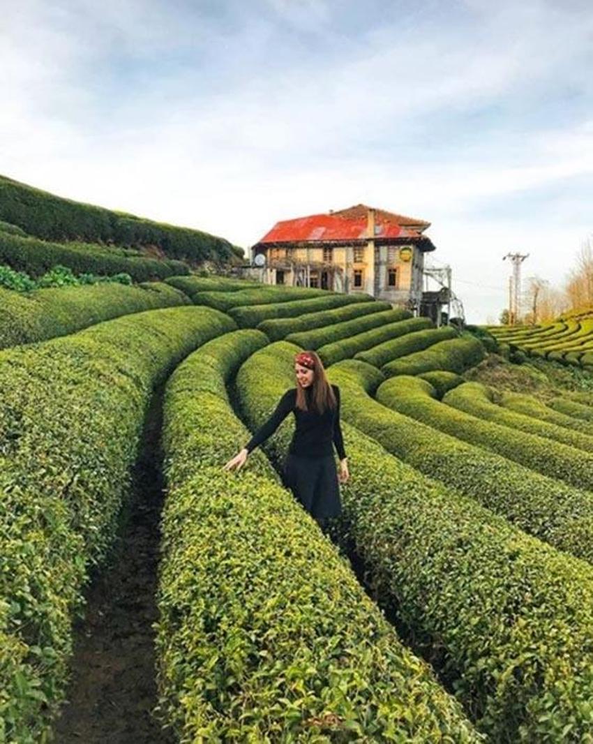Karadeniz'in 'Yeşil altını'nda ikinci sürgün sezonu açıldı! 'Z kuşağı', çay tarımından uzak