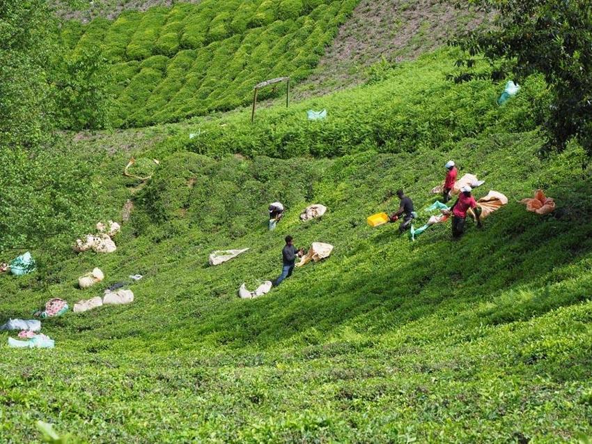 Karadeniz'in 'Yeşil altını'nda ikinci sürgün sezonu açıldı! 'Z kuşağı', çay tarımından uzak