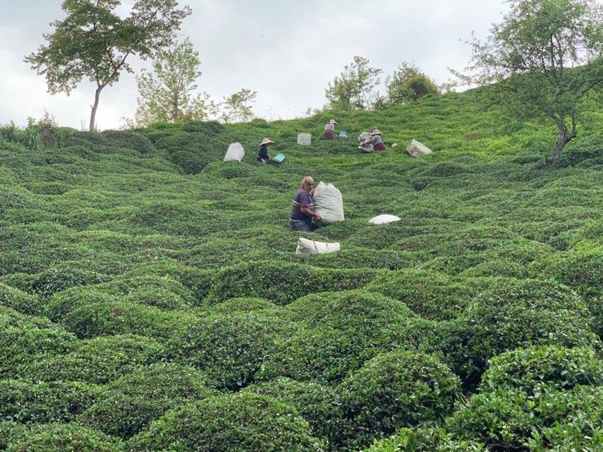 Karadeniz'in 'Yeşil altını'nda ikinci sürgün sezonu açıldı! 'Z kuşağı', çay tarımından uzak