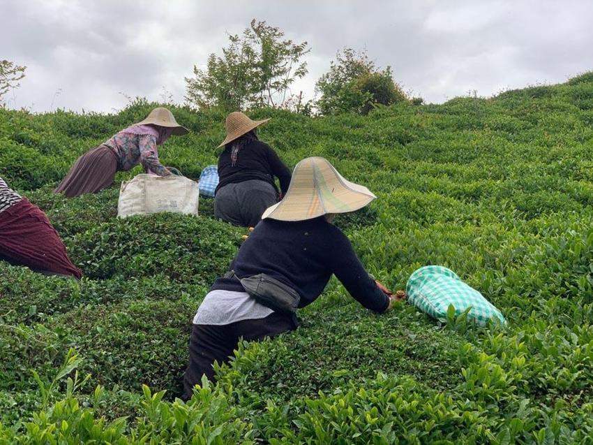 Karadeniz'in 'Yeşil altını'nda ikinci sürgün sezonu açıldı! 'Z kuşağı', çay tarımından uzak
