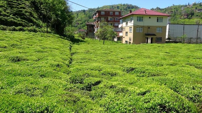 Karadeniz'in 'Yeşil altını'nda ikinci sürgün sezonu açıldı! 'Z kuşağı', çay tarımından uzak