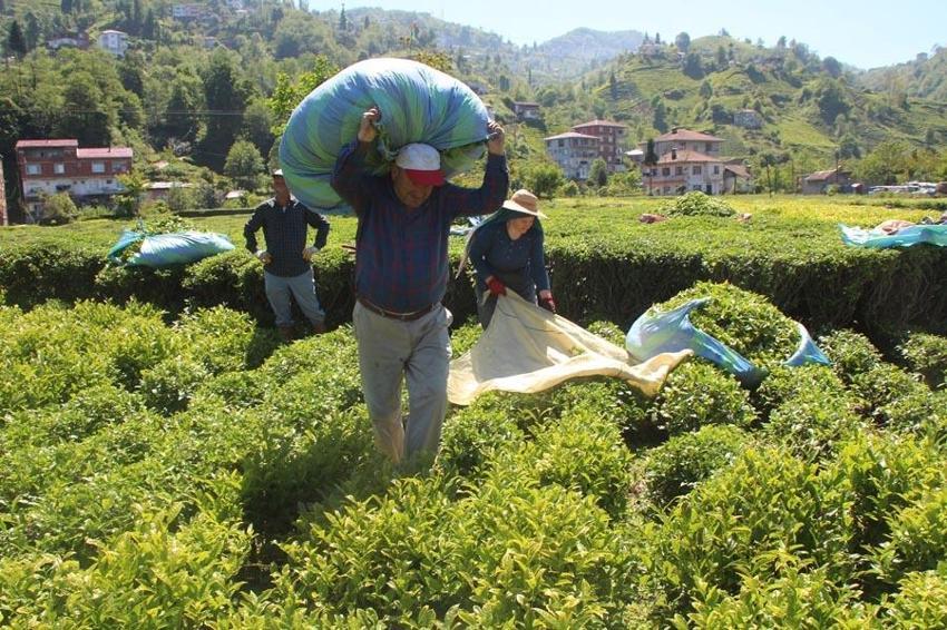 Karadeniz'in 'Yeşil altını'nda ikinci sürgün sezonu açıldı! 'Z kuşağı', çay tarımından uzak