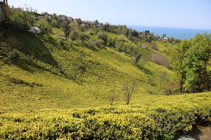 Karadeniz'in 'Yeşil altını'nda ikinci sürgün sezonu açıldı! 'Z kuşağı', çay tarımından uzak