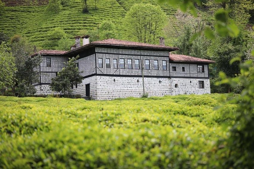 Karadeniz'in 'Yeşil altını'nda ikinci sürgün sezonu açıldı! 'Z kuşağı', çay tarımından uzak