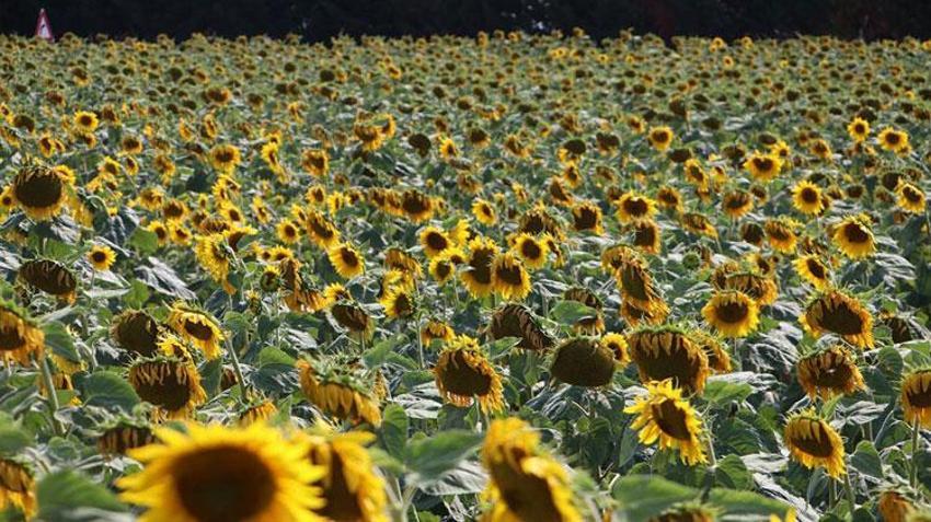 Yerli ve milli ayçiçeği tohumundan bu yıl ilk mahsul alınacak: Böylesi görülmedi, rekor kıracak