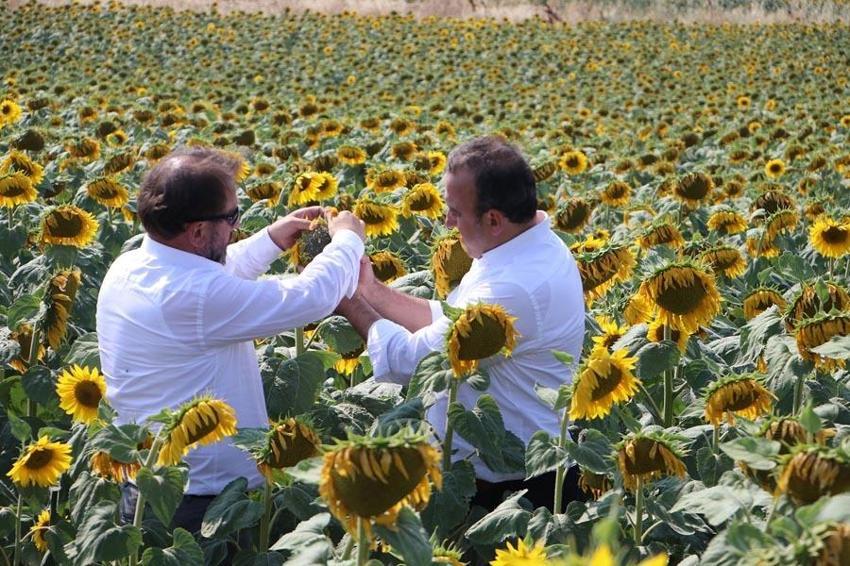 Yerli ve milli ayçiçeği tohumundan bu yıl ilk mahsul alınacak: Böylesi görülmedi, rekor kıracak