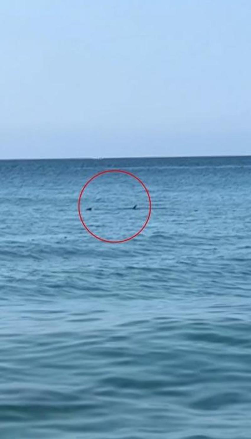 Denizde panik anları! Köpek balığı sanılarak taşlandı, nesli tükenmekte olan tür çıktı