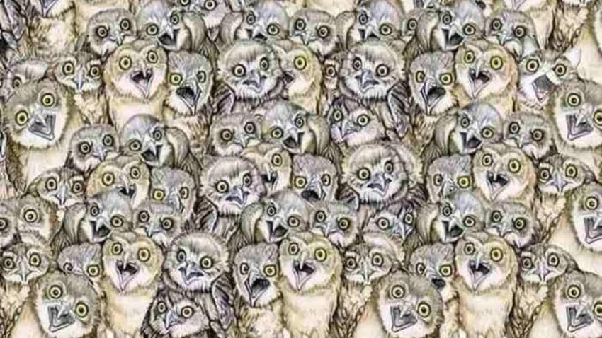 Baykuşların arasında minik bir kedi var! 10 saniyede çok az kişi bulabiliyor!
