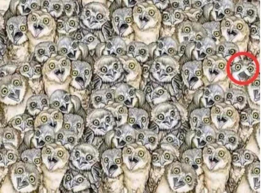Baykuşların arasında minik bir kedi var! 10 saniyede çok az kişi bulabiliyor!