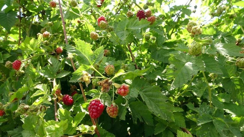 Hobi olarak başladı, şimdi talebe yetişemiyor! 10 ton üretiyor, kilosunu 80 liradan satıyor